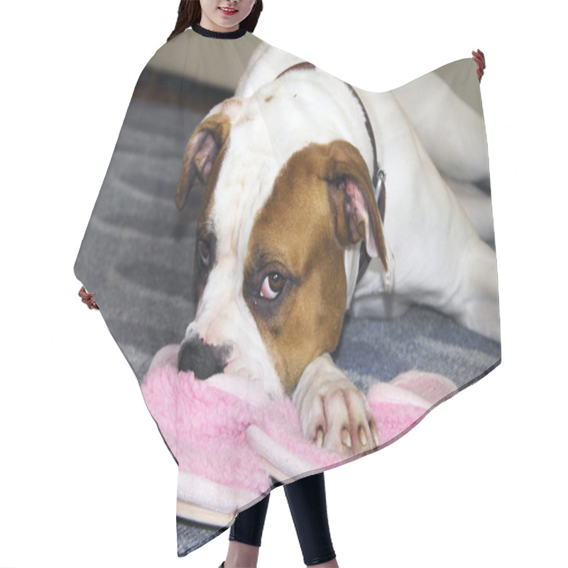 Personality  The American Bulldog is waiting for the host head on slipper hair cutting cape