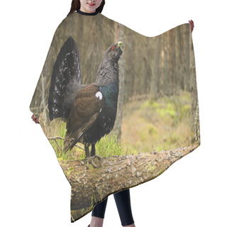 Personality  Western Capercaillie (Tetrao Urogallus) Amongst The Woodland, Stood On A Fallen Tree. This Image Was Taken In The Highlands, Scotland. Hair Cutting Cape