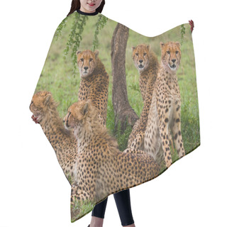 Personality  A Flock Of Cheetahs In Its Habitat Hair Cutting Cape