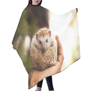 Personality  Little Hedgehog In The Palm Hair Cutting Cape