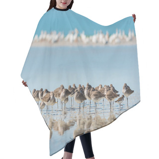 Personality  Willet Birds Of Florida  Hair Cutting Cape