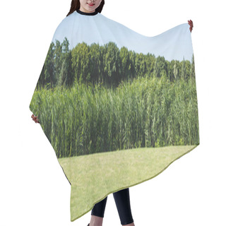Personality  Panoramic Shot Of Trees And Plants With Green Leaves Near Grass In Park  Hair Cutting Cape