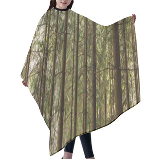 Personality  Coniferous Trees In Forest At Daytime, Banner  Hair Cutting Cape
