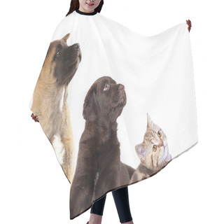 Personality  Cat And Dog, Group Of Dogs And Kitten  Looking Up Hair Cutting Cape