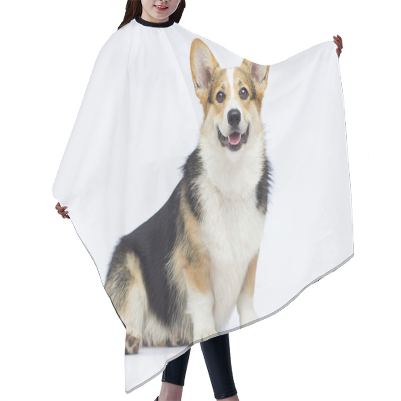 Personality  Welsh Corgi Breed Dog Sitting Full Growth On A White Background Hair Cutting Cape