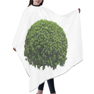 Personality   Boxwood Plant Potted In Cement Tub Isolated On White Background With Clipping Paths,Topiary Plants Ornamental Garden. Hair Cutting Cape