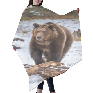 Personality  A Grizzly Bear Enjoys The Winter Weather In Montana Hair Cutting Cape