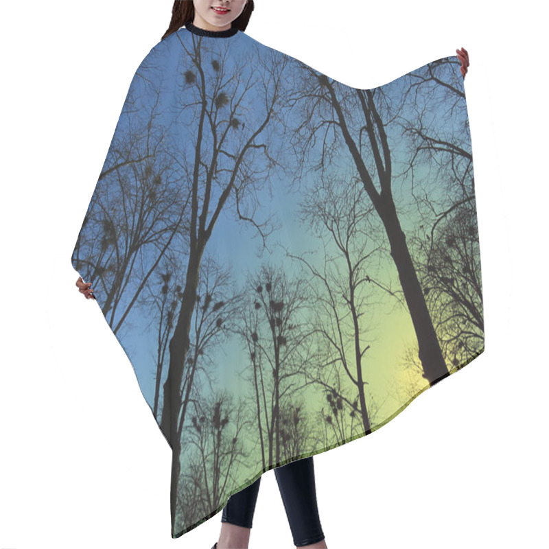 Personality  blue spring sky among bare branches of the trees, philosophical image of height and awakening of earth, yellow beams of evening sun warming up the picture hair cutting cape