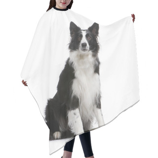 Personality  Border Collie (4 Years) Hair Cutting Cape