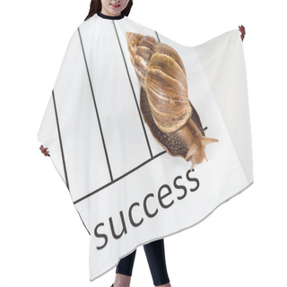 Personality  Slimy Brown Snail On White Paper With Success Lettering Isolated On White Hair Cutting Cape