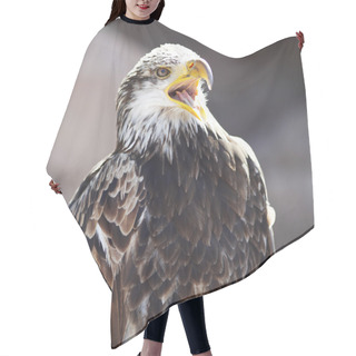 Personality  Spanish Imperial Eagle Hair Cutting Cape