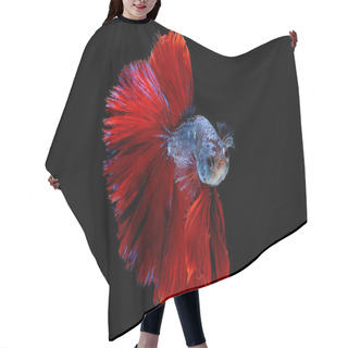 Personality  Colorful With Main Color Of Blue And Red Betta Fish, Siamese Fighting Fish Was Isolated On Black Background. Fish Also Action Of Turn Head In Different Direction During Swim. Hair Cutting Cape
