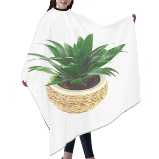 Personality  The Image Of A Flower In A Pot Of Room Dracaena Hair Cutting Cape