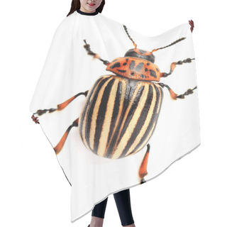 Personality  Colorado Beetle On The Isolated Background Hair Cutting Cape