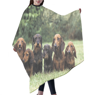 Personality  Wire-Haired, Smooth-Haired And Long-Haired Dachshund Standing On Grass    Hair Cutting Cape