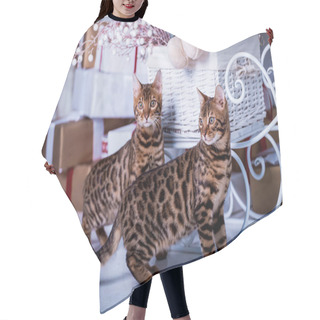 Personality  Playful Cute Cats Spending Time In Games At Home Hair Cutting Cape