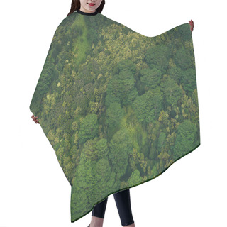 Personality  Mixed Forest In Kauai, Hawaii. High Quality Photo Hair Cutting Cape