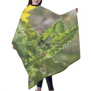 Personality  Detail Of Green Bud Of Sonchus Asper Plant With Pointed Leaves And Red Ladybird. Hair Cutting Cape