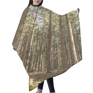 Personality  Scenic View Of Sunlight On Glade In Coniferous Forest  Hair Cutting Cape