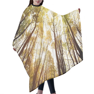 Personality  Autumn Forest On Sunny Day Hair Cutting Cape