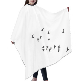 Personality  Flocks Of Flying Pigeons Isolated On White Background. Clipping  Hair Cutting Cape