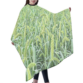 Personality  Foxtail Millet Field Hair Cutting Cape
