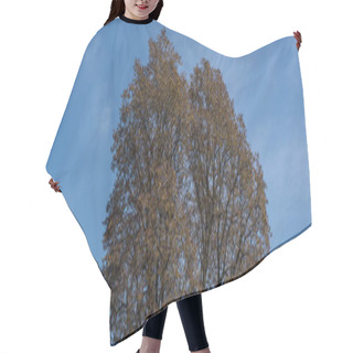 Personality  Panoramic Shot Of Autumnal Trees With Blue Sky At Background Hair Cutting Cape