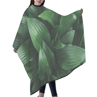 Personality  Full Frame Image Of Hosta Leaves Background Hair Cutting Cape