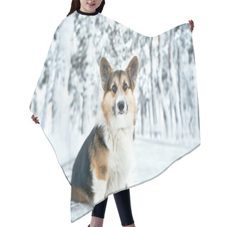 Personality  Winter Outdoor Portrait Welsh Corgi Dog In Snow Park Hair Cutting Cape