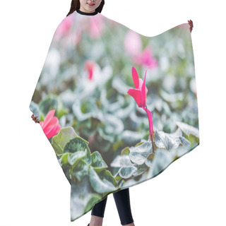 Personality  Pink Cyclamen Flower Among Green Leaves In Greenhouse Hair Cutting Cape