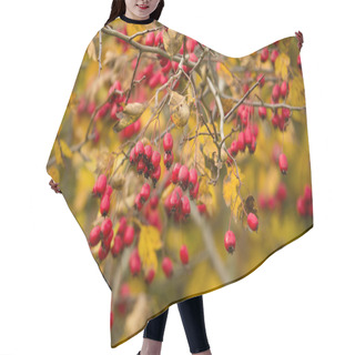 Personality  Wild Rosehips In Nature, Beautiful Background Hair Cutting Cape