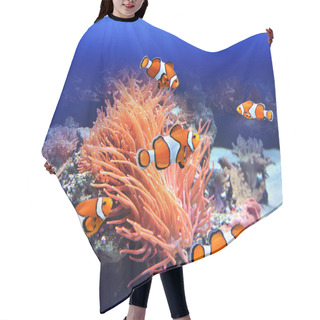 Personality  Sea Anemone And Clown Fish Hair Cutting Cape