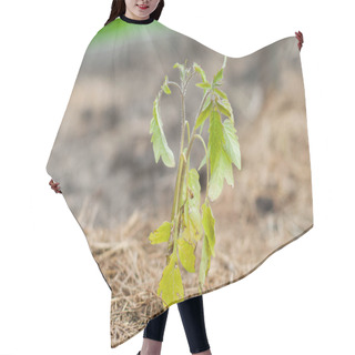 Personality  Seedlings Of Homemade Young Tomatoes In The Garden Hair Cutting Cape