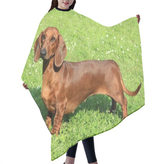 Personality  Standard Smooth-haired Dachshund Hair Cutting Cape