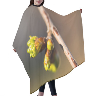 Personality  Tree Buds In Spring Hair Cutting Cape