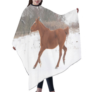 Personality  Nice Chestnut Horse Running In Winter Hair Cutting Cape