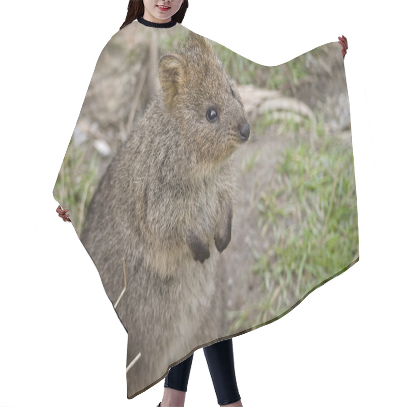 Personality  Quokka Close Up Hair Cutting Cape