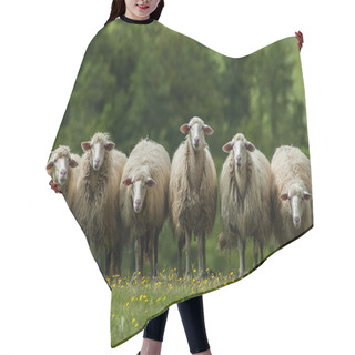 Personality  Sheep In Tuscany Hair Cutting Cape