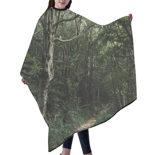 Personality  Sunshine On Path Near Green Trees In Dark Woods  Hair Cutting Cape