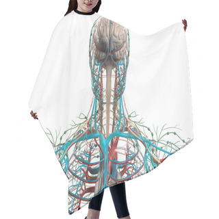 Personality  Human Anatomy Brain, Nervous System, Vascular System. Hair Cutting Cape