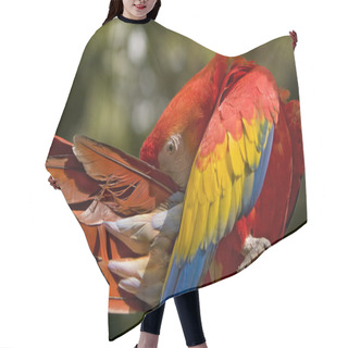 Personality  Scarlet Macaw Preening Hair Cutting Cape