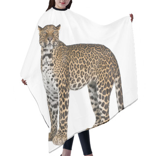 Personality  Portrait Of Leopard, Panthera Pardus, Standing Against White Background, Studio Shot Hair Cutting Cape