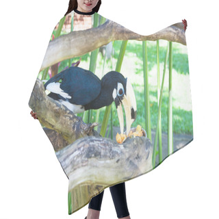 Personality  Wreathed Hornbill (Aceros Undulatus) Hair Cutting Cape