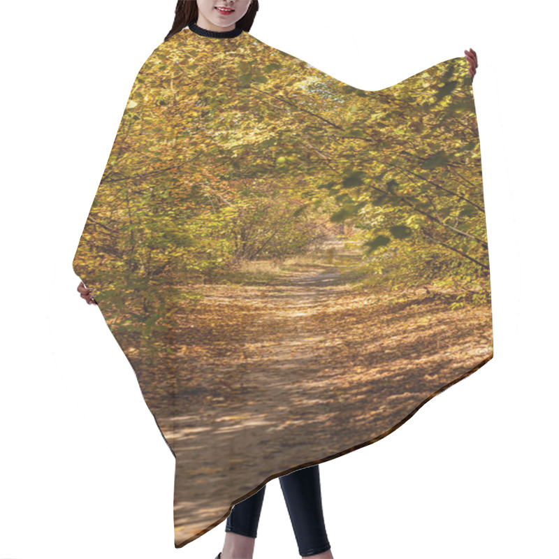 Personality  scenic autumnal forest with golden foliage and pathway in sunlight hair cutting cape