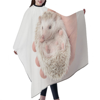 Personality  Adorable African Dwarf Hedgehog Resting The Palm Of A Man Hair Cutting Cape