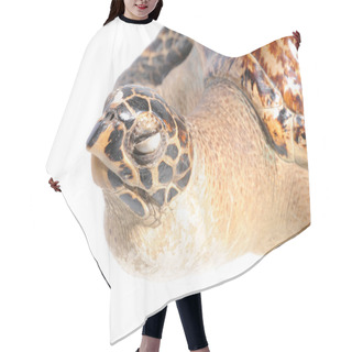 Personality  Illegal Mounted Hawksbill Sea Turtle - Critically Endangered Sea Hair Cutting Cape