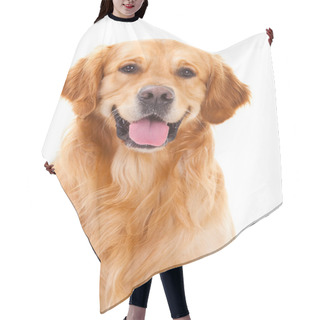 Personality  Golden Retriever Dog Sitting On Isolated White Hair Cutting Cape
