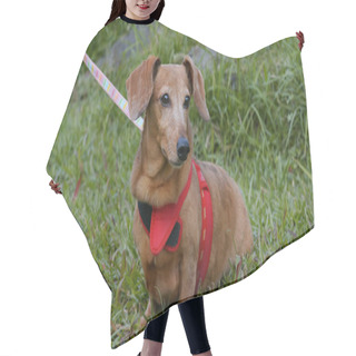 Personality  Dachshund Going Out In The Park Hair Cutting Cape