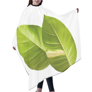 Personality  Devil's Ivy, Golden Pothos, Epipremnum Aureum, Heart Shaped Leaves Vine With Large Leaves Isolated On White Background, With Clipping Path Hair Cutting Cape