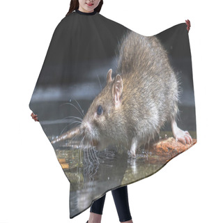 Personality  Close Up Of Wild Brown Rat In Water Hair Cutting Cape